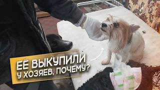 ВЫКУПИЛИ У ПЛОХИХ ХОЗЯЕВ ?!