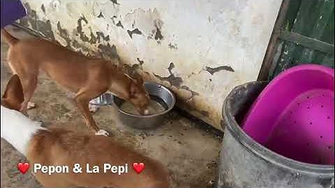 Pepon & La Pepi
