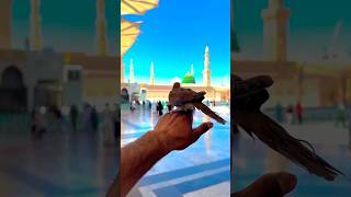Hamada Helal Mohamed Nabeina