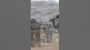 تلاوة حجازية