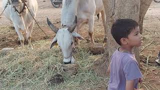 Aarav feeding to bull screenshot 1