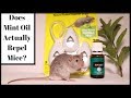 Does Mint Oil Actually Repel Mice?  Let's Test It Out With Real Mice.