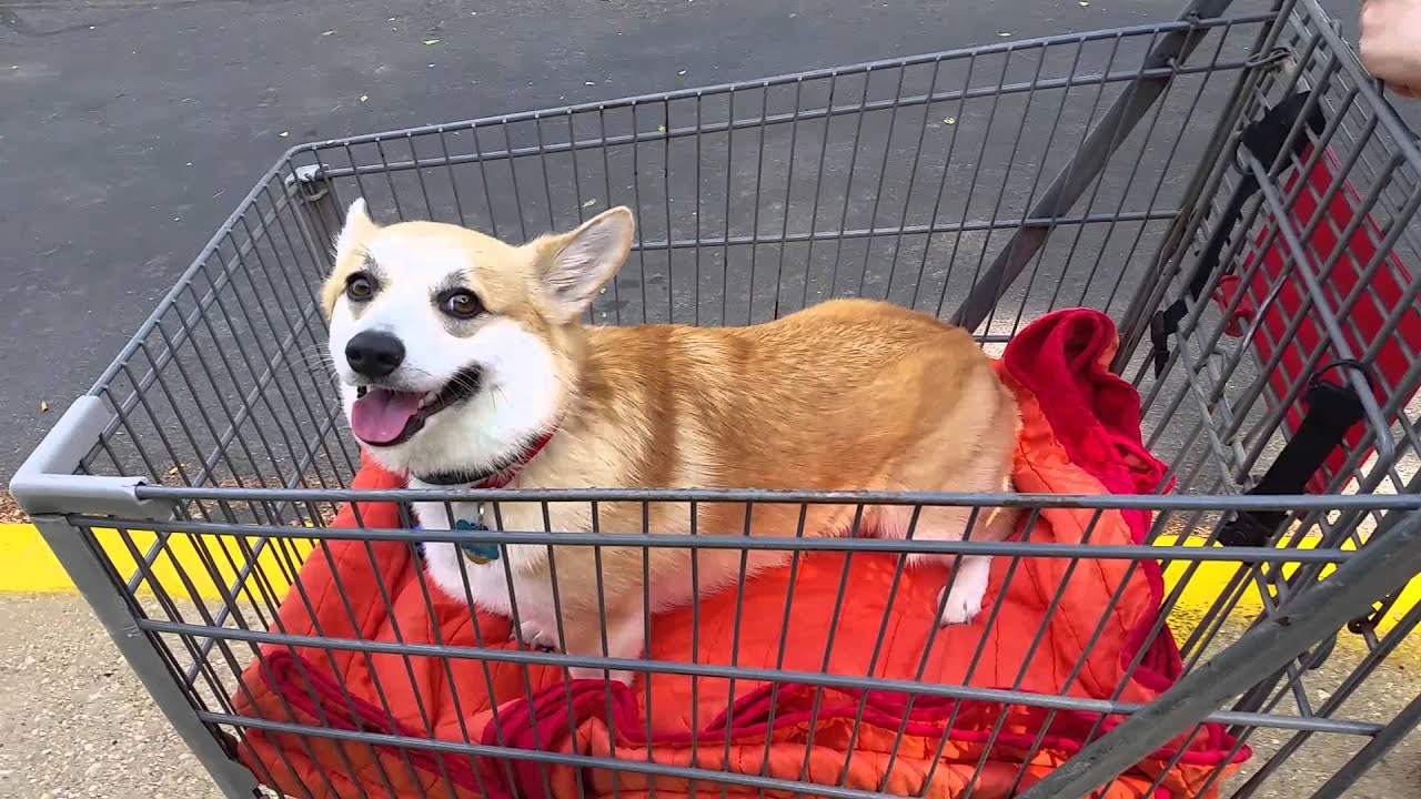 in a shopping cart YouTube