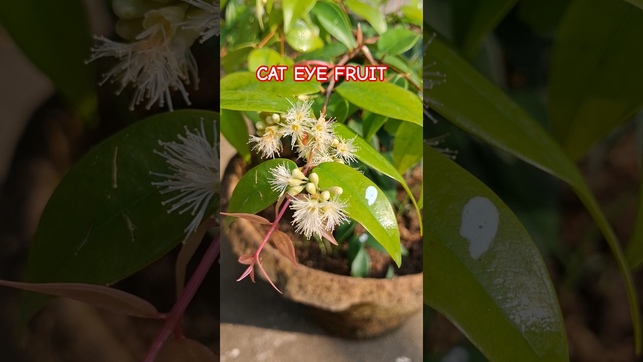 Cat eye fruit😺👁 exotic variety fruit 