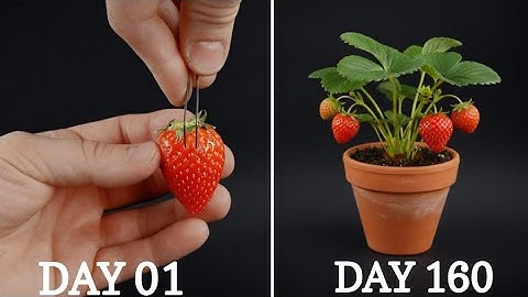 I Filmed a STRAWBERRY 🍓 Growing for 160 Days — Amazing Time-Lapse!