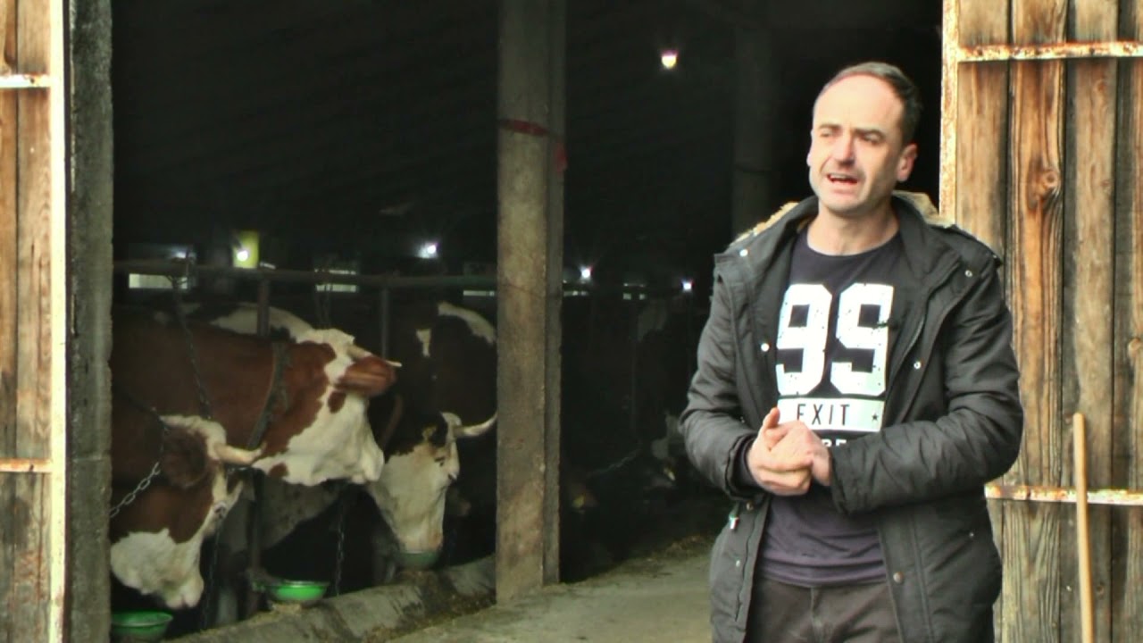 - 50 MUZNIH KRAVA I PROIZVODNJA KVALITETNOG MLIJEKA KOD ADNANA, VISOKO 2021