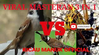 VIRAL MASTERAN 3 IN 1.    GREJA VS BELALANG VS CILILIN.