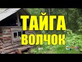 СЛУЧАЙ В ТАЙГЕ |  ВОЛЧОК