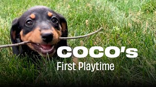 Dachshund Puppy's First Playtime