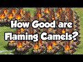 Flaming Camels