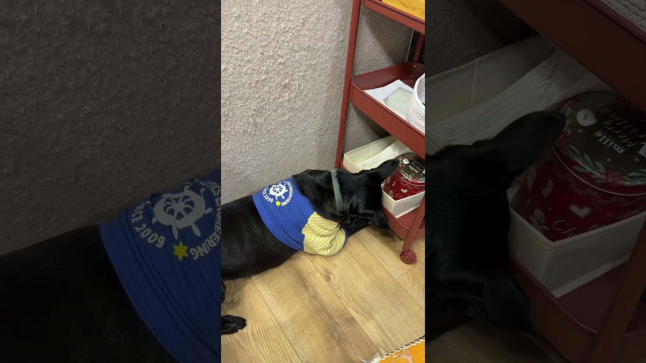 牠的球被卡在推車下面,如果我就不幫牠⋯⋯可能要挖到天荒地老。 #台灣土狗 #pets #福寶 #dog 縮圖