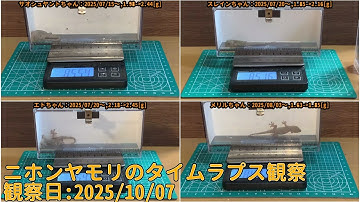 【Memorandum】 2025年10月07日 RPi-Cam-Web-Interfaceを用いたニホンヤモリのTimelapse観察