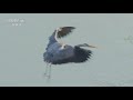 【ENG】好汉坡阳光明媚 悬崖上的苍鹭繁育着小雏鹭《美丽中国自然》黄河中游系列【CCTV纪录】