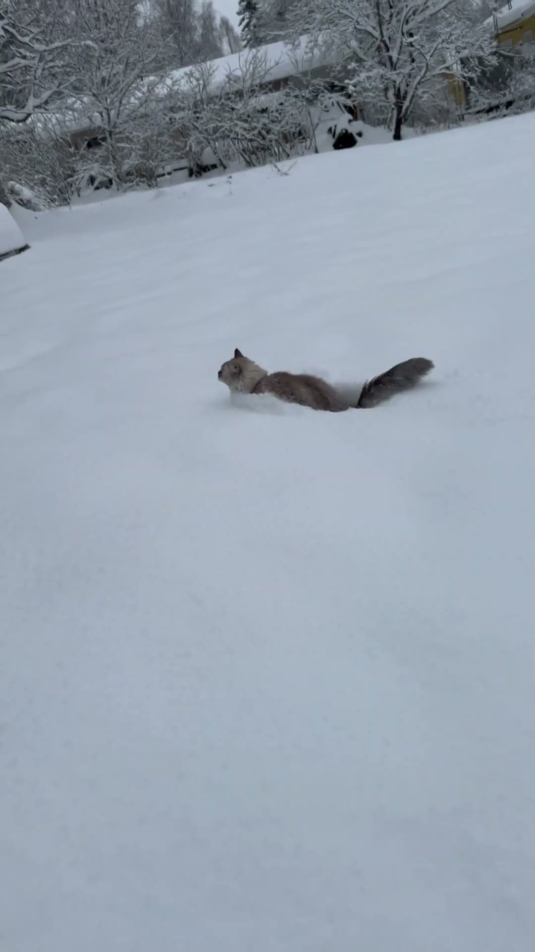 Cat Leaps Through Deep Snow || ViralHog