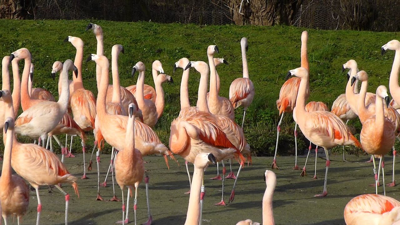 Chilean flamingo display (Feb 2016)
