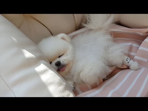วีดีโอ: ถามสัตวแพทย์: ทำไมสุนัขของฉันฉี่เมื่อเธอตื่นเต้น?