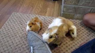 Baby Guinea Pigs Exploring With Their Mom