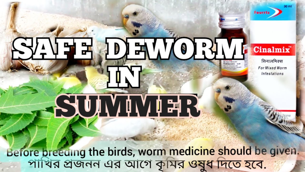 BEST MEDICINE TO DEWORM YOUR BIRD SAFELY IN SUMMER.(ENG/BANG SUB TITLE