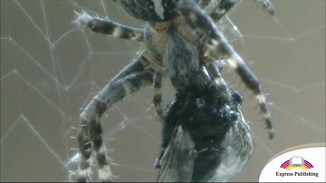 Aspect 10. Module 5 Spiders