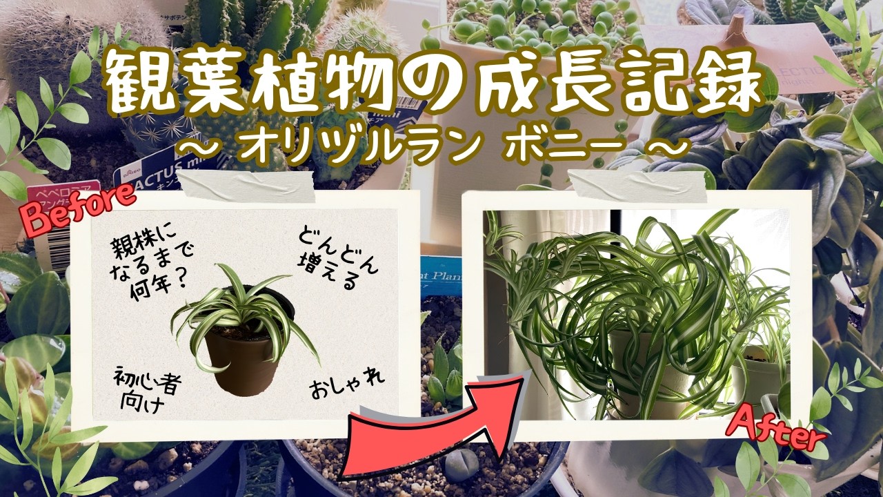 オリヅルラン ボニーの成長記録】子株から数年後｜観葉植物 - YouTube