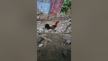 xám tơ🐓 #thứcgàrừng86 #gàrừngtaitrắng #gàrừngrặc