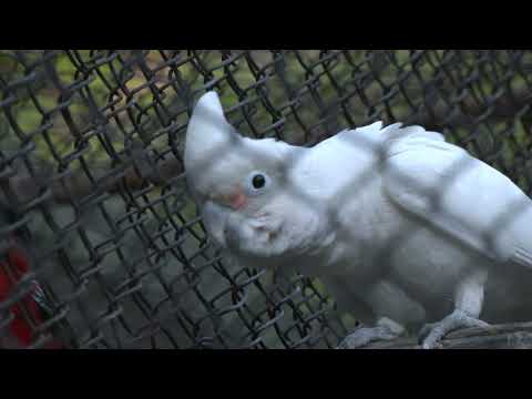 Video: Gofina kakadu: apraksts, aprūpe, slimība