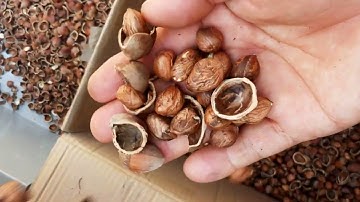 Hazelnut Cracking Shelling Machine