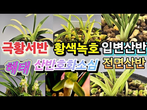 유튜브 썸네일