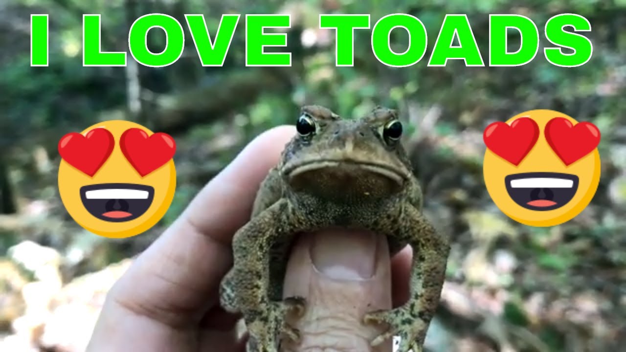 Toads, Green Frogs, Wood Frog and Garter Snake Amphibians and