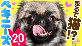 20th place Pekingese  TOP100 Cute dog breed video