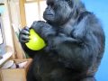 Koko plays with a yellow balloon