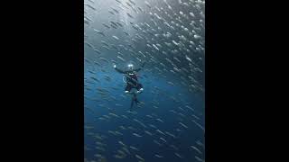 Sir Peter, God Of Sardines