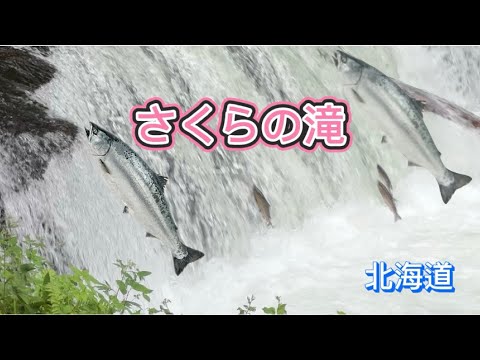 『さくらの滝』北海道 滝登り"Sakura Falls" Shari-cho Hokkaido