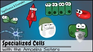 Specialized Cells: Significance and Examples