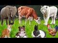 Cute Farm Animal Sounds: Dog, Piglet, Cow & More 🐓