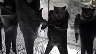 Bat Dance Party