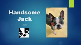 2022 Boston Terrier Rescue of Western Washington End of Year Video