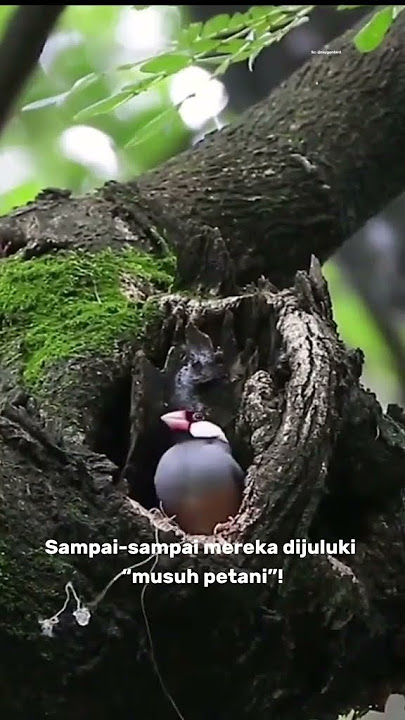 Gelatik Jawa Burung Kecil Ini Hampir Punah Gara-Gara terlalu cantik! #gelatikjawa #burung #faktaunik