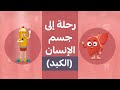 A Journey Into The Human Body The Liver A Children S Cartoon 