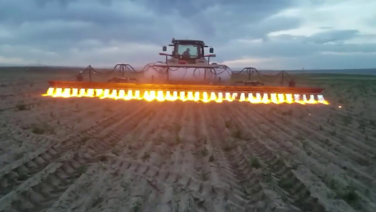 FLAMING WEED CONTROL FOR ORGANIC CORN ||FlowTV||