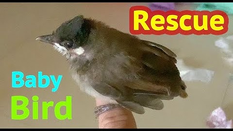 Rescued a Baby Bird that Fell From a Tree