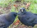 A crow allopreens around the eyes of his mate