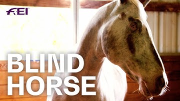 Endo, the blind horse | Equestrian World