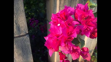 Micromax Canvas Knight A350 Camera