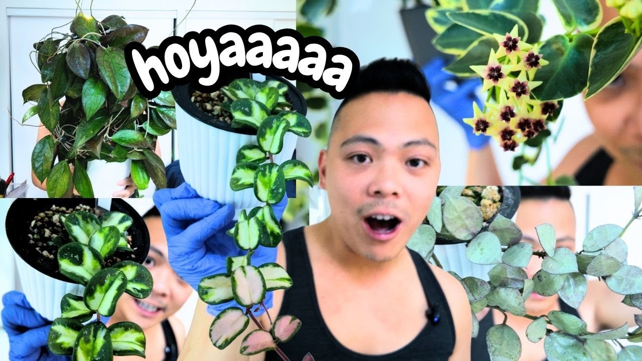 wax plant wednesday IS BACK 💚 | hoya plant chores 🌱