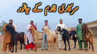 Breeding Bucks Of Govt Of Pakistan's Farm - Bkra - Goat Farming - Buck