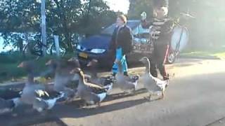 Goose parade