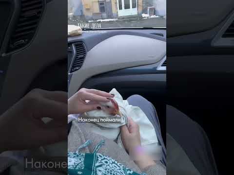 Как курица спаслась с птицефабрики в Ставрополье