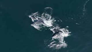 Beautiful Humpback Whales Feeding