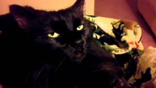 Frankenkitty Ek Head Twitch